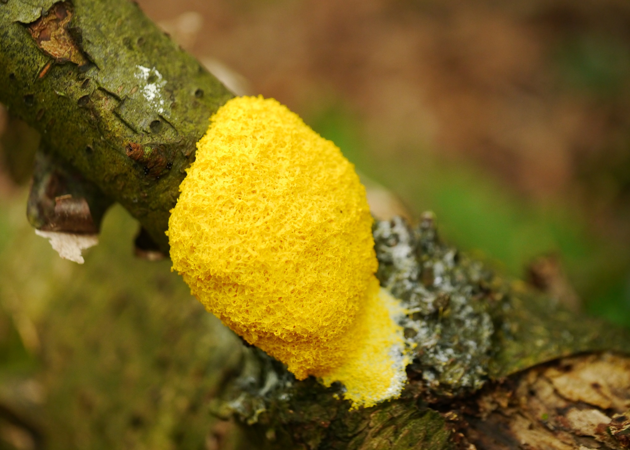 Welke zwam of paddenstoel is dit?